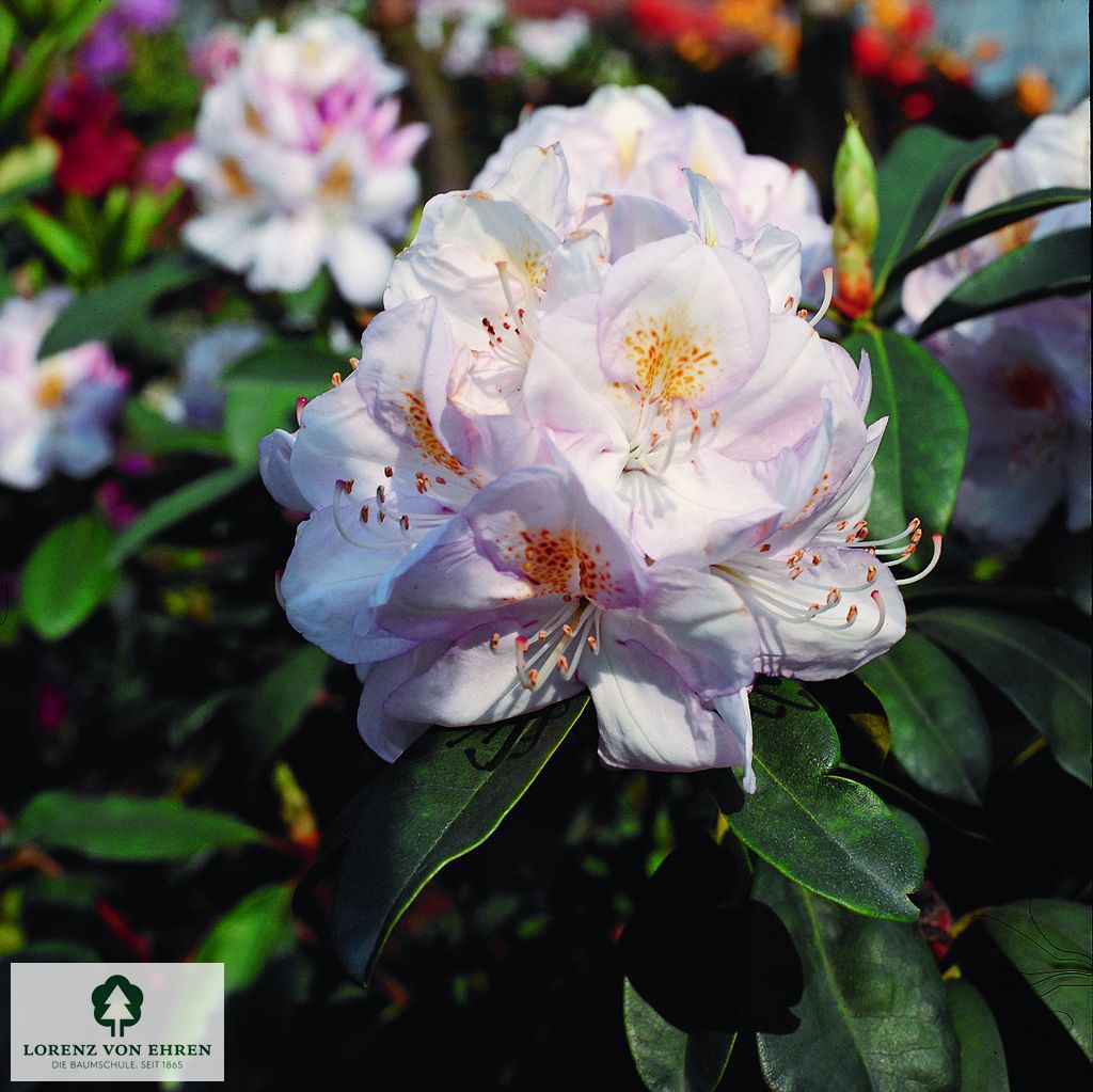 Rhododendron Hybride 'Gomer Waterer'