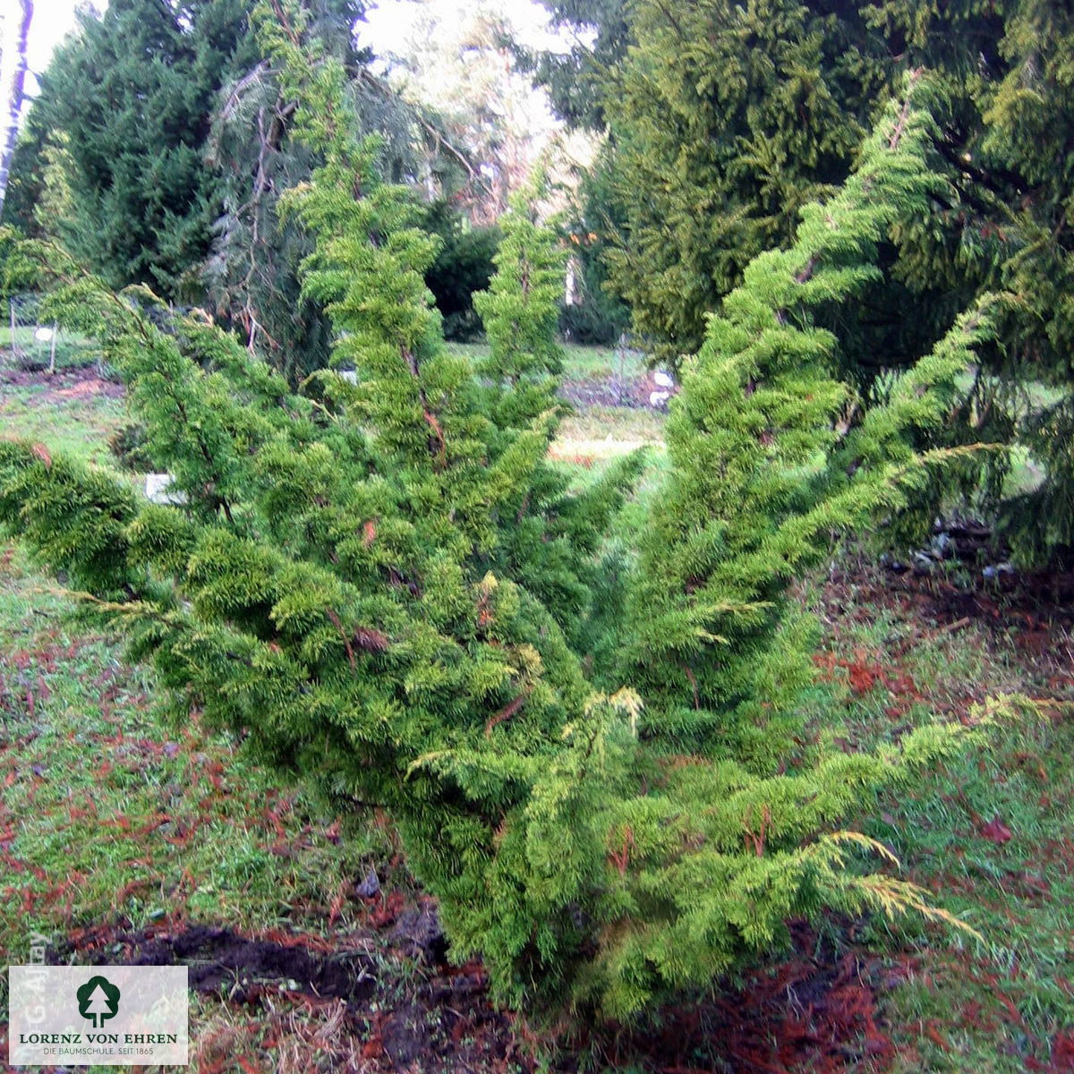 Juniperus chinensis 'Plumosa Aurea'