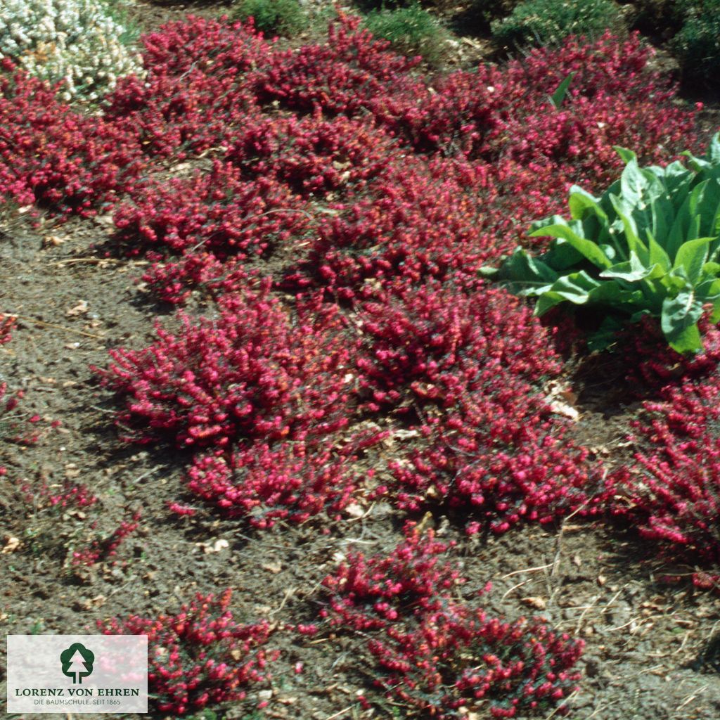 Erica carnea 'Challenger'