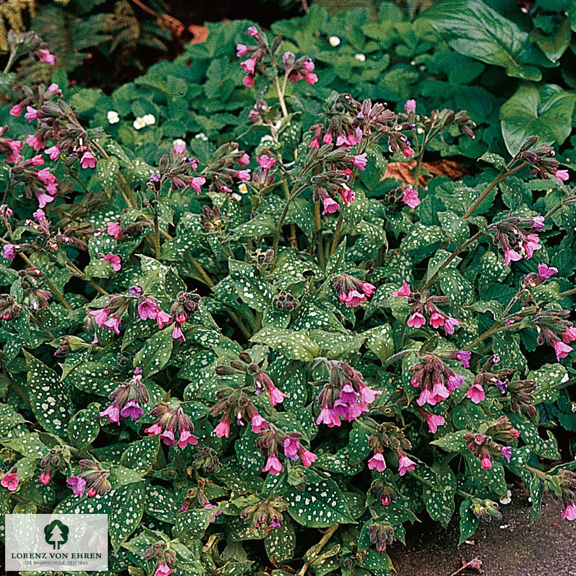 Pulmonaria officinalis 'Dora Bielefeld'
