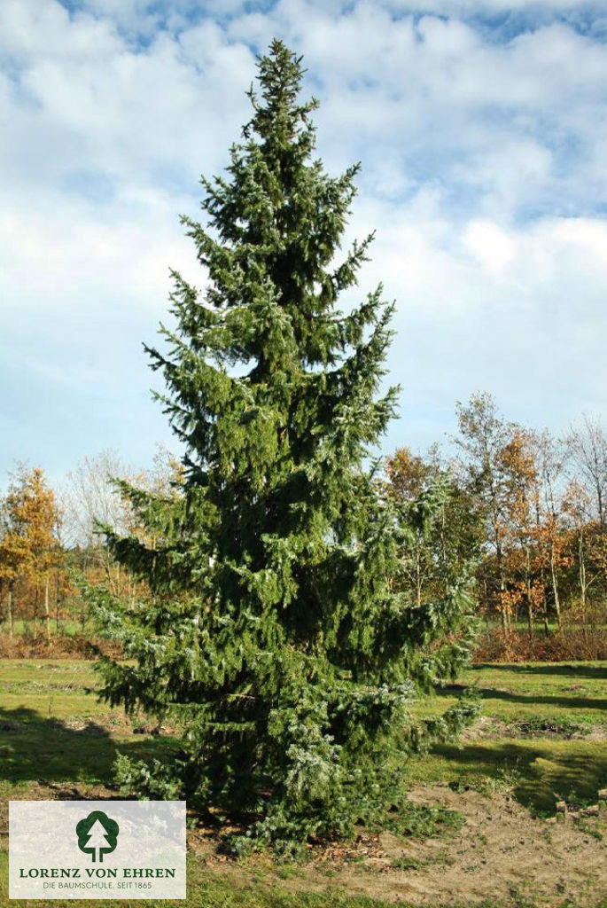 Picea omorika