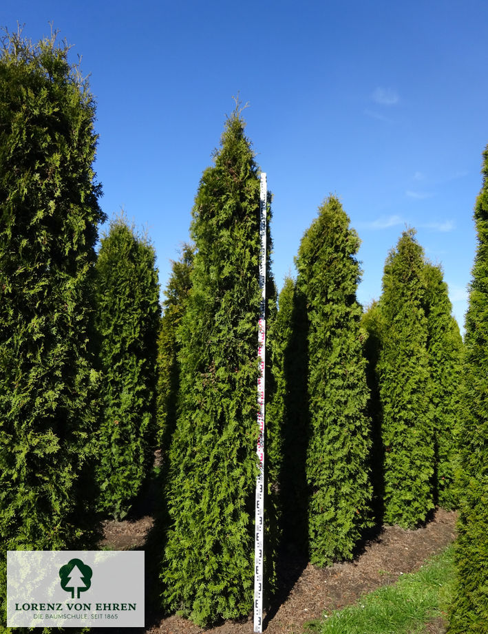 Thuja occidentalis 'Columna'