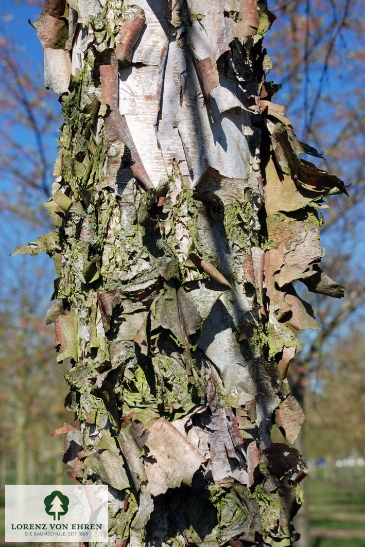 Betula nigra