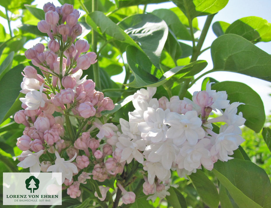 Syringa vulgaris 'Schöne von Moskau'