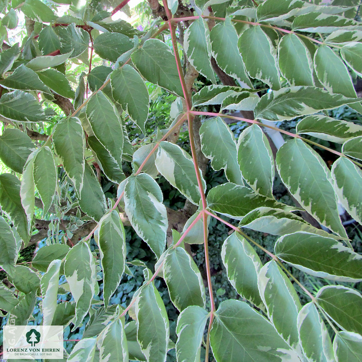 Aralia elata 'Variegata'