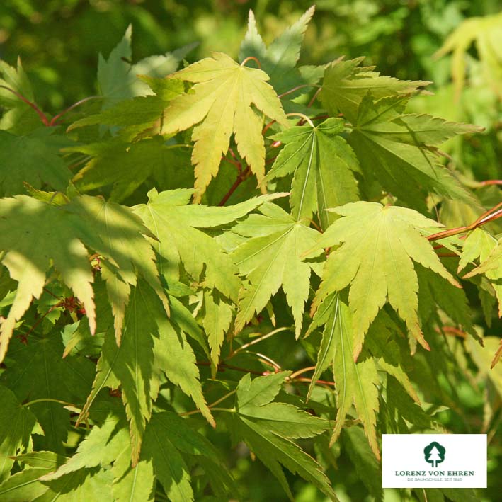 Acer palmatum
