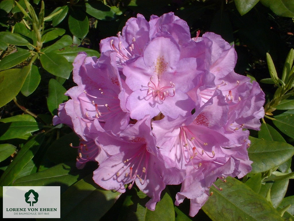 Rhododendron Hybride 'Catawbiense Boursault'