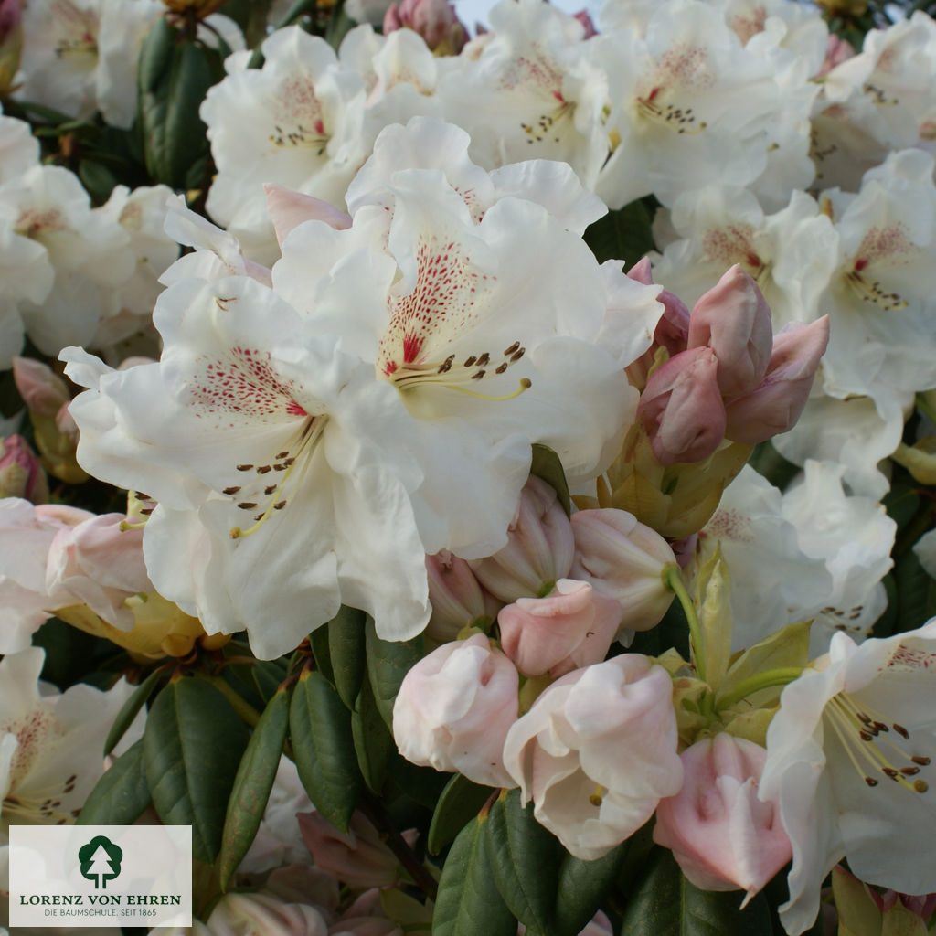 Rhododendron williamsianum 'Gartendirektor Rieger'