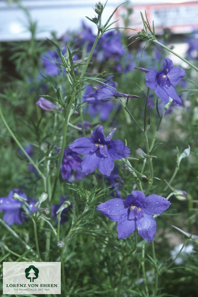 Delphinium grandiflorum 'Blauer Zwerg'