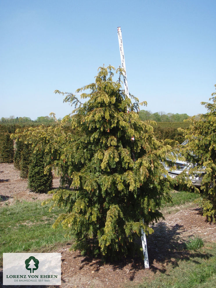 Taxus baccata 'Dovastoniana Aurea'