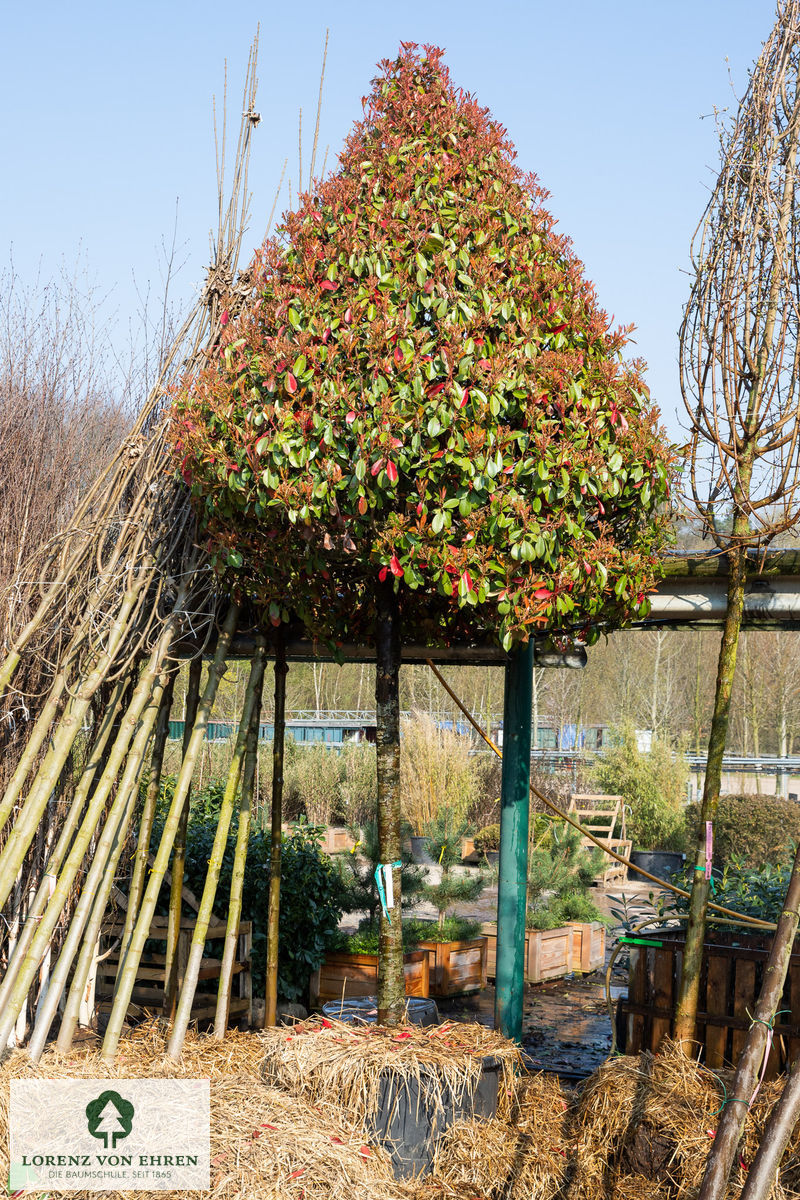 Photinia fraseri 'Red Robin'