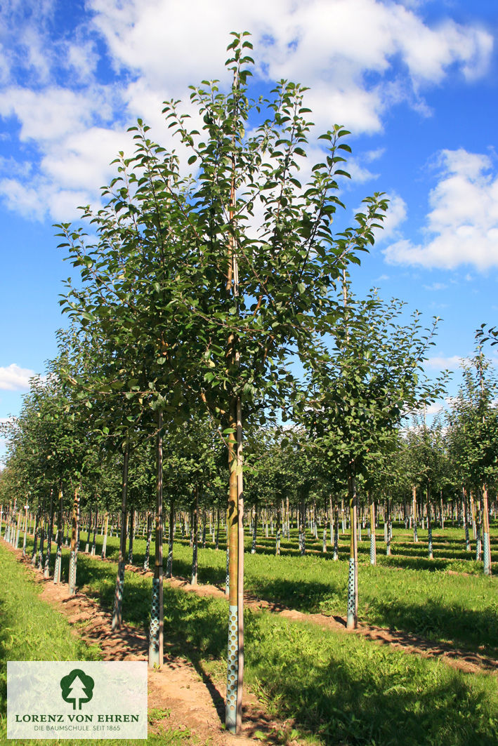 Malus domestica 'Roter Boskoop'