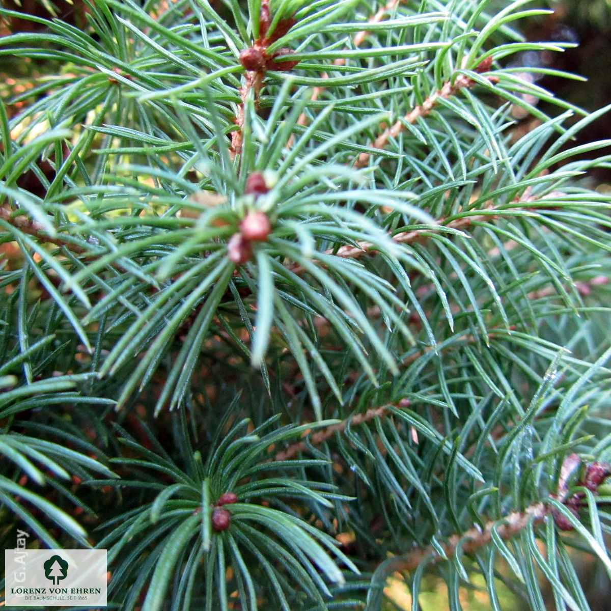 Picea glauca 'Conica'