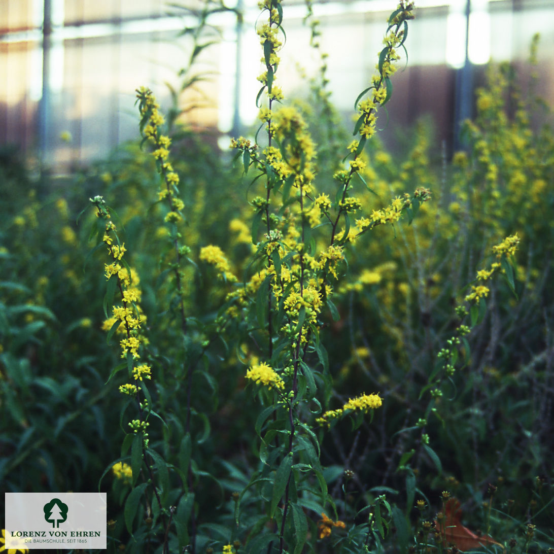 Solidago caesia