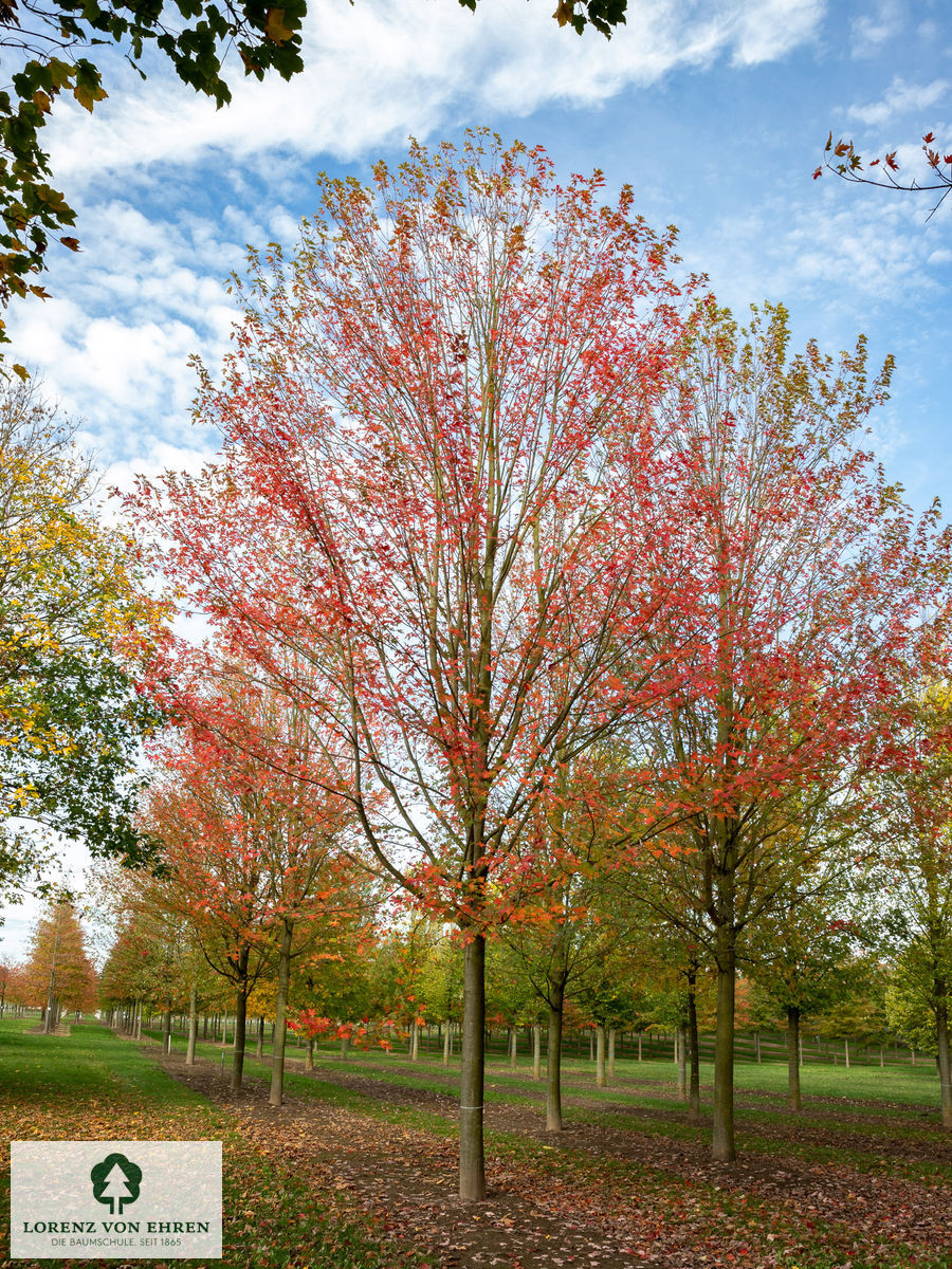 Acer freemanii 'Celzam'