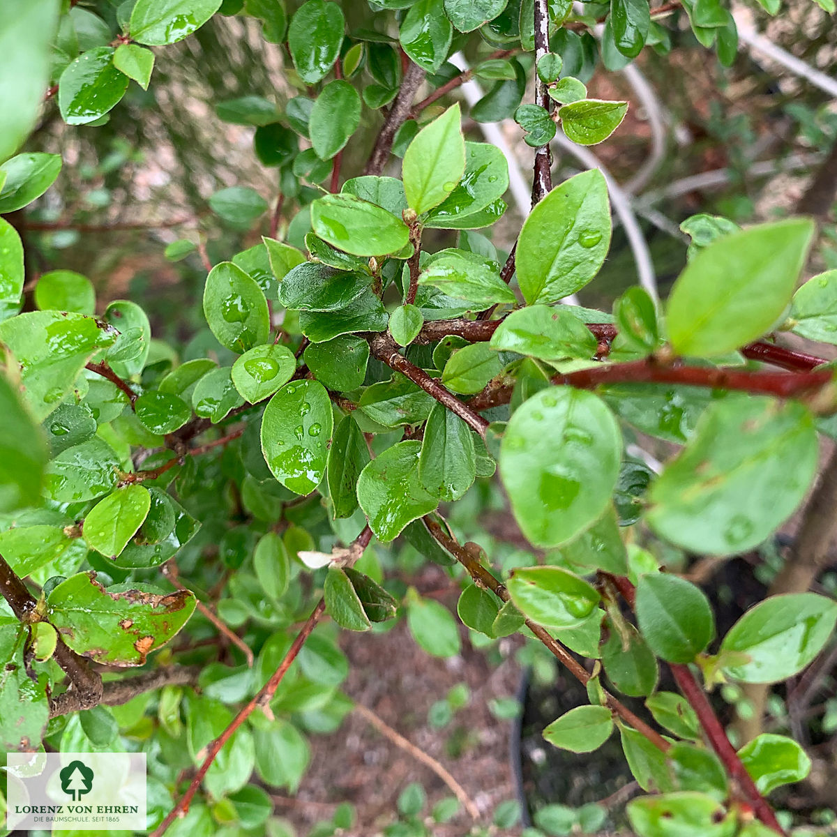 Cotoneaster dielsianus