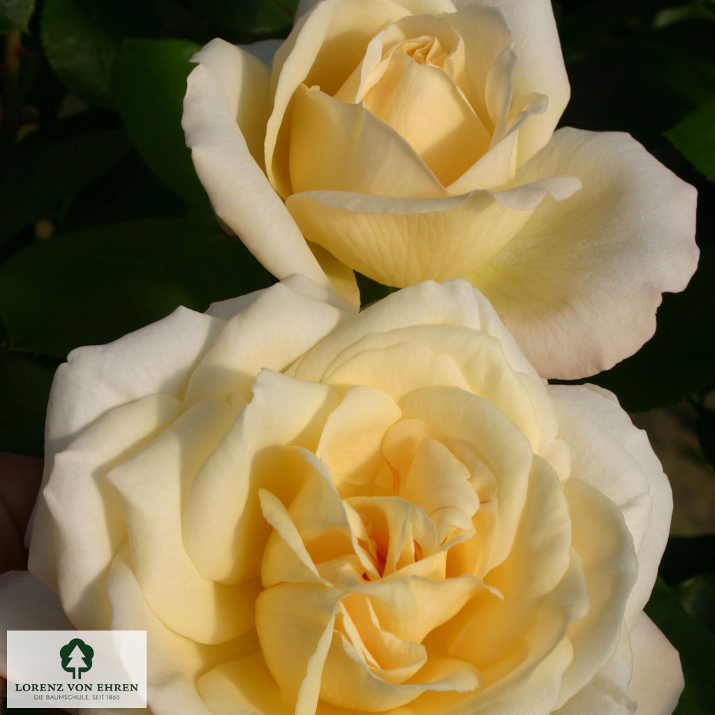 Rosa 'La Perla'