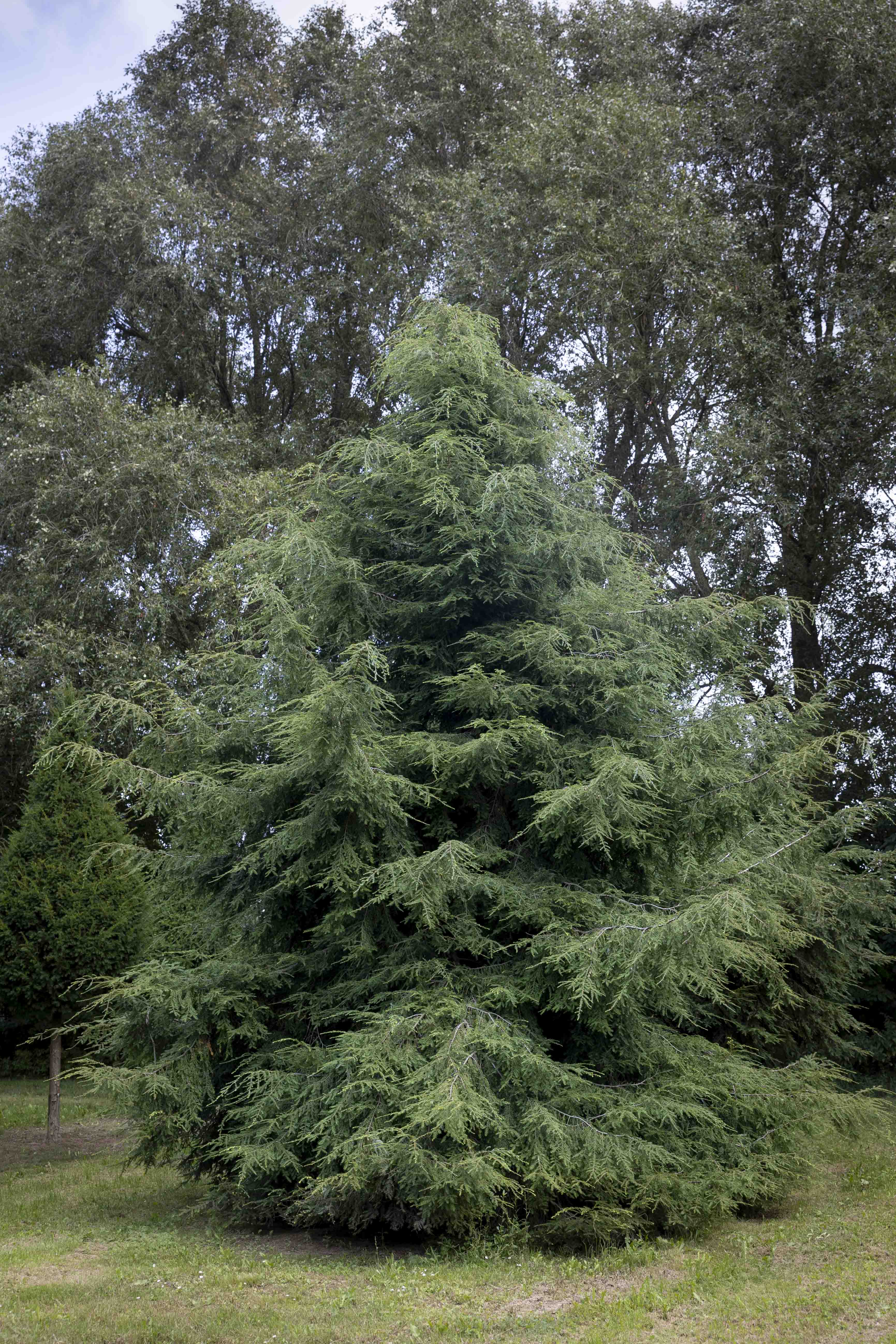 Tsuga canadensis Unikat