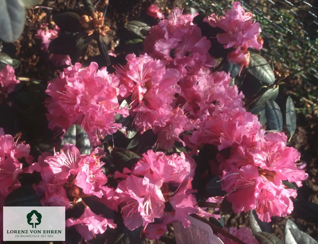 Rhododendron carolinianum 'P.J.M. Elite'