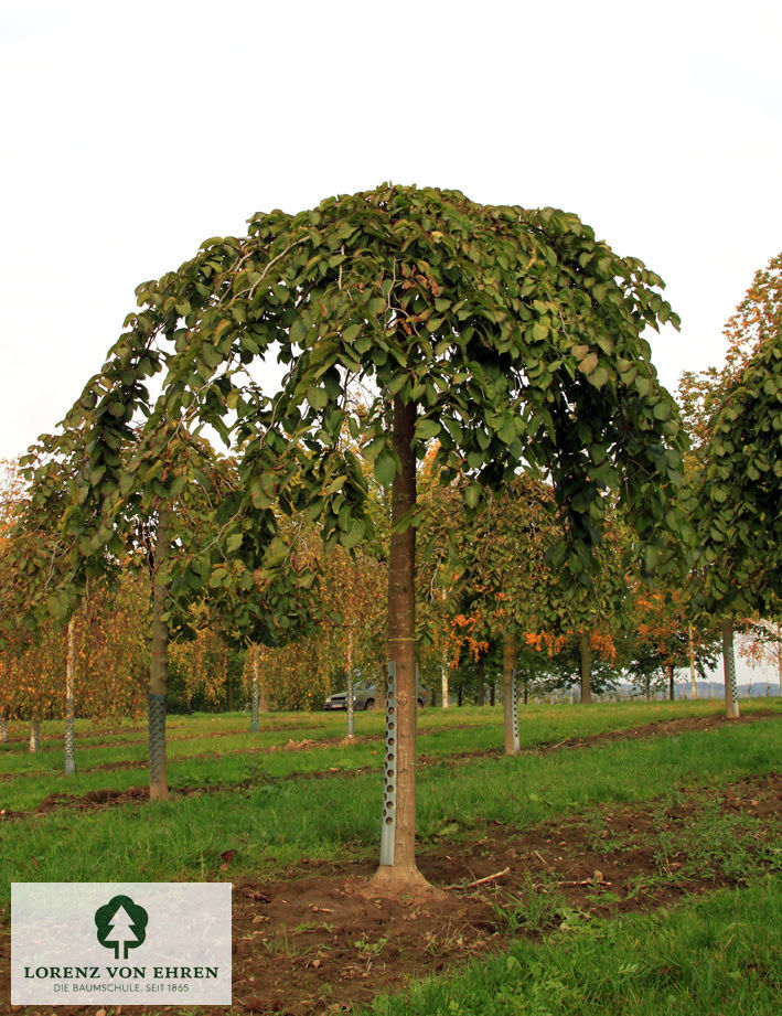 Ulmus glabra 'Pendula'