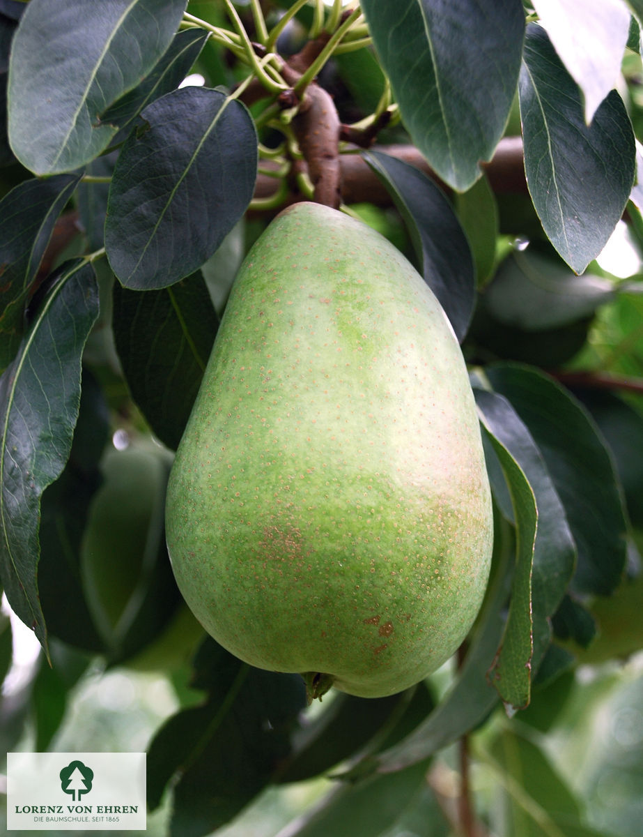 Pyrus communis 'Alexander Lucas'