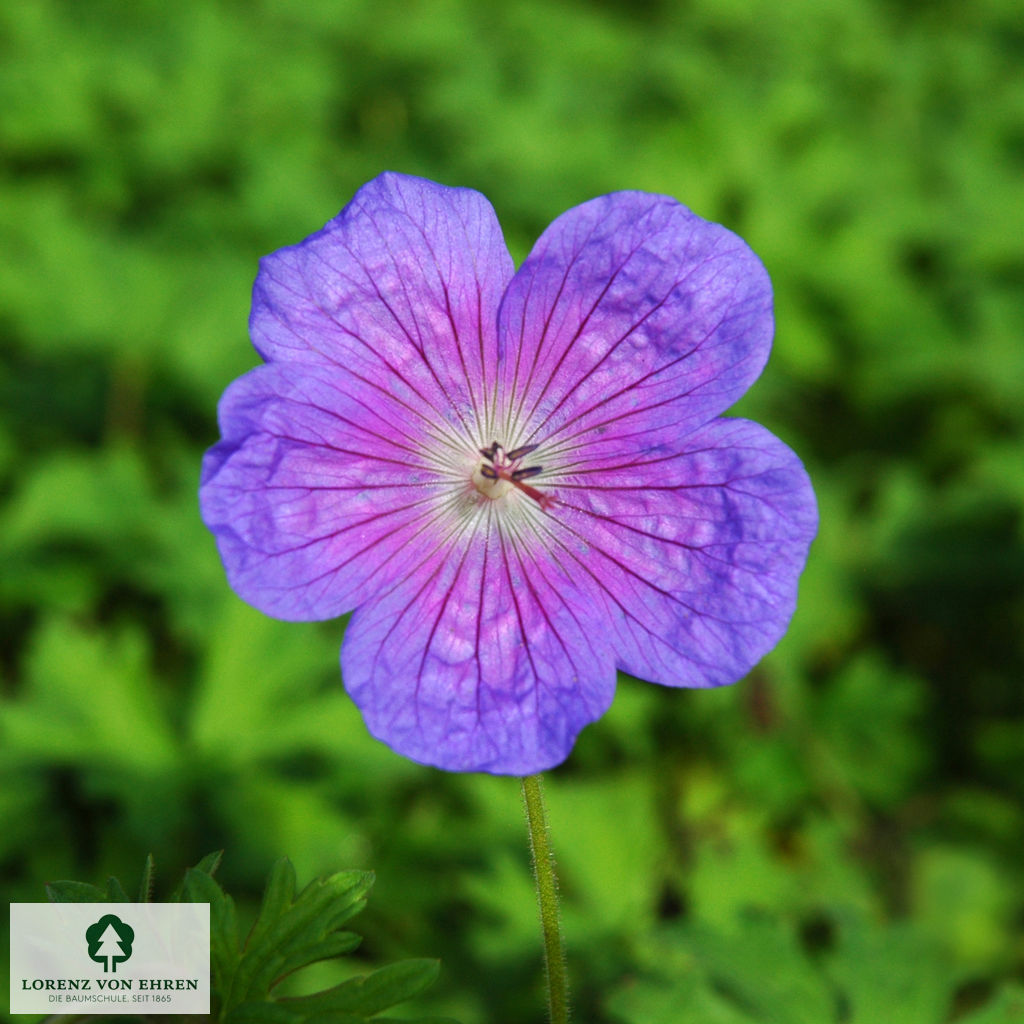 Geranium himalayense 'Gravetye'