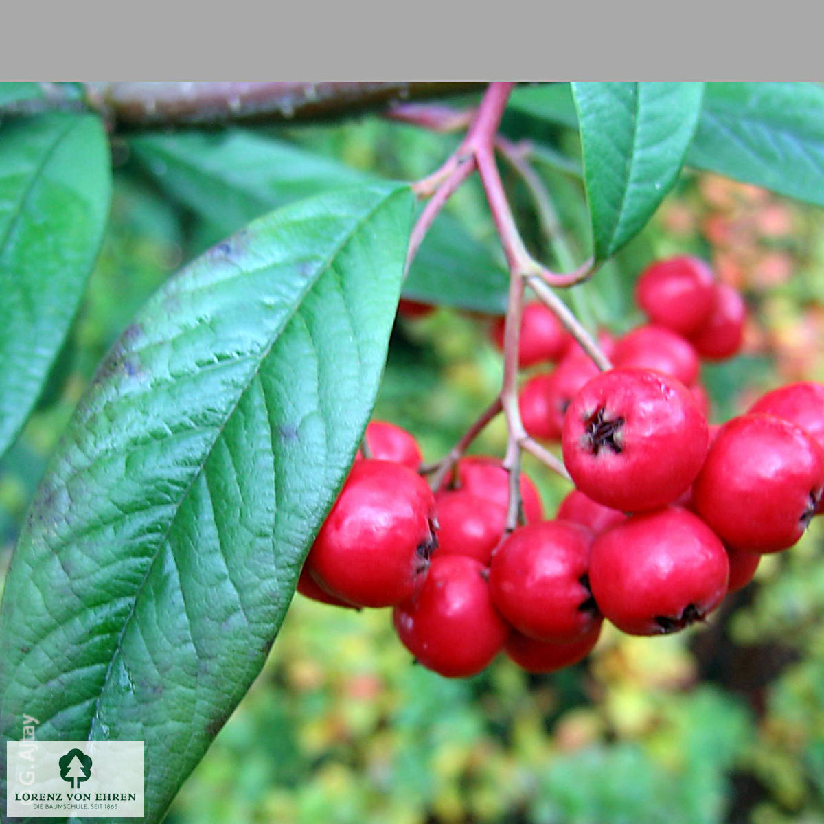 Cotoneaster watereri 'Cornubia'