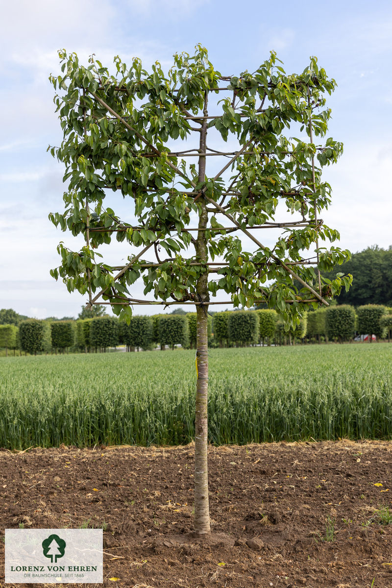 Prunus avium 'Regina'