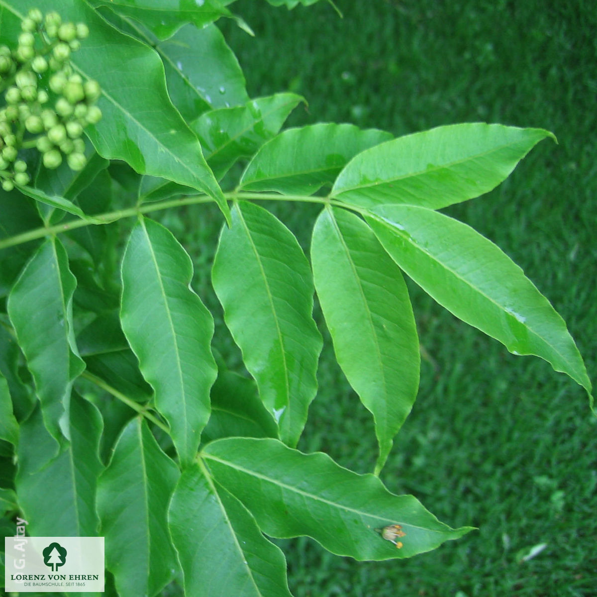 Phellodendron amurense