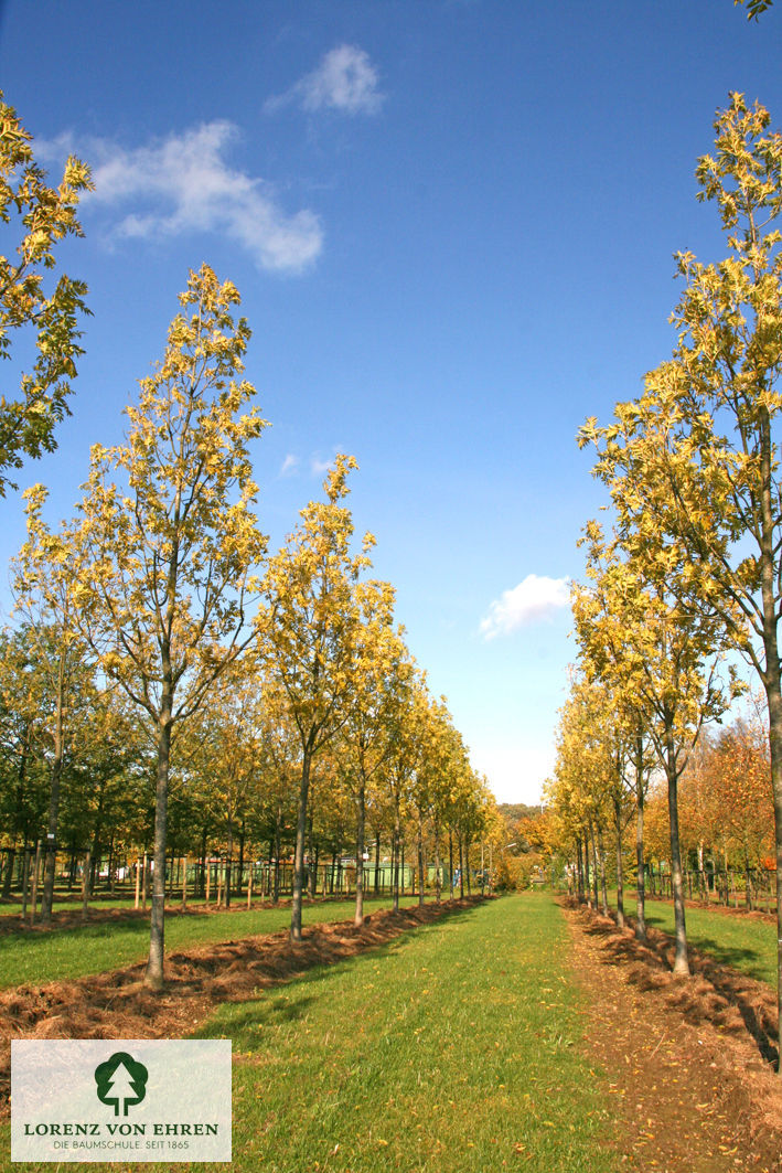 Fraxinus excelsior 'Westhof's Glorie'