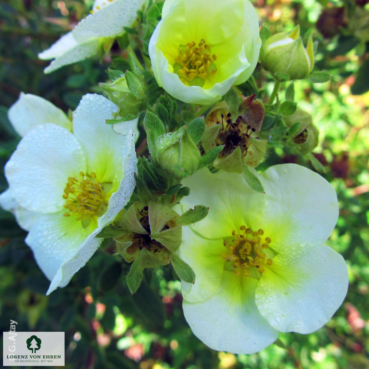 Potentilla fruticosa 'Elizabeth'