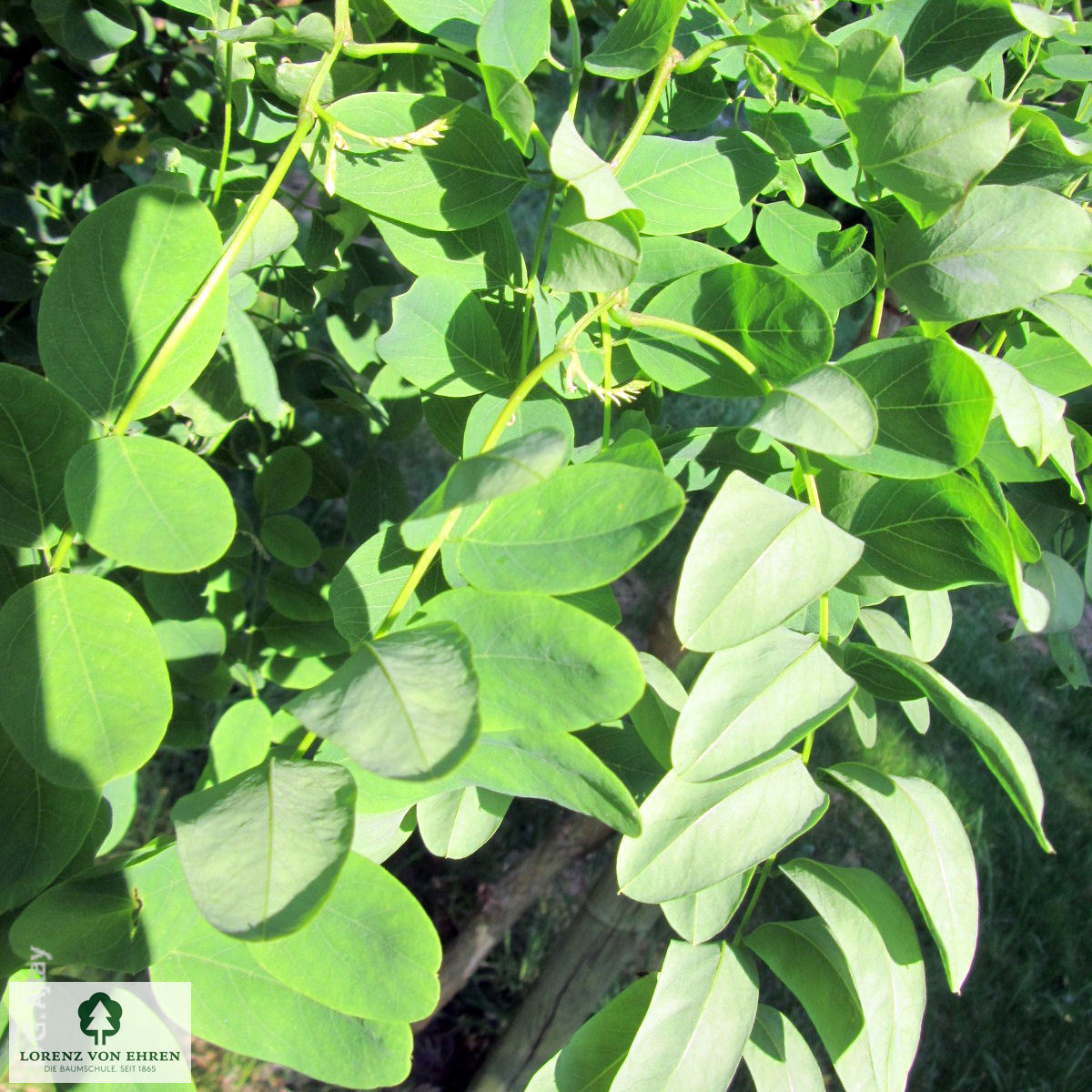 Robinia pseudoacacia 'Tortuosa'