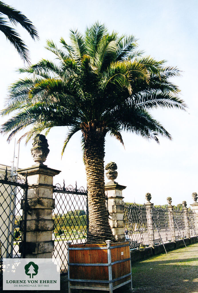 Phoenix canariensis