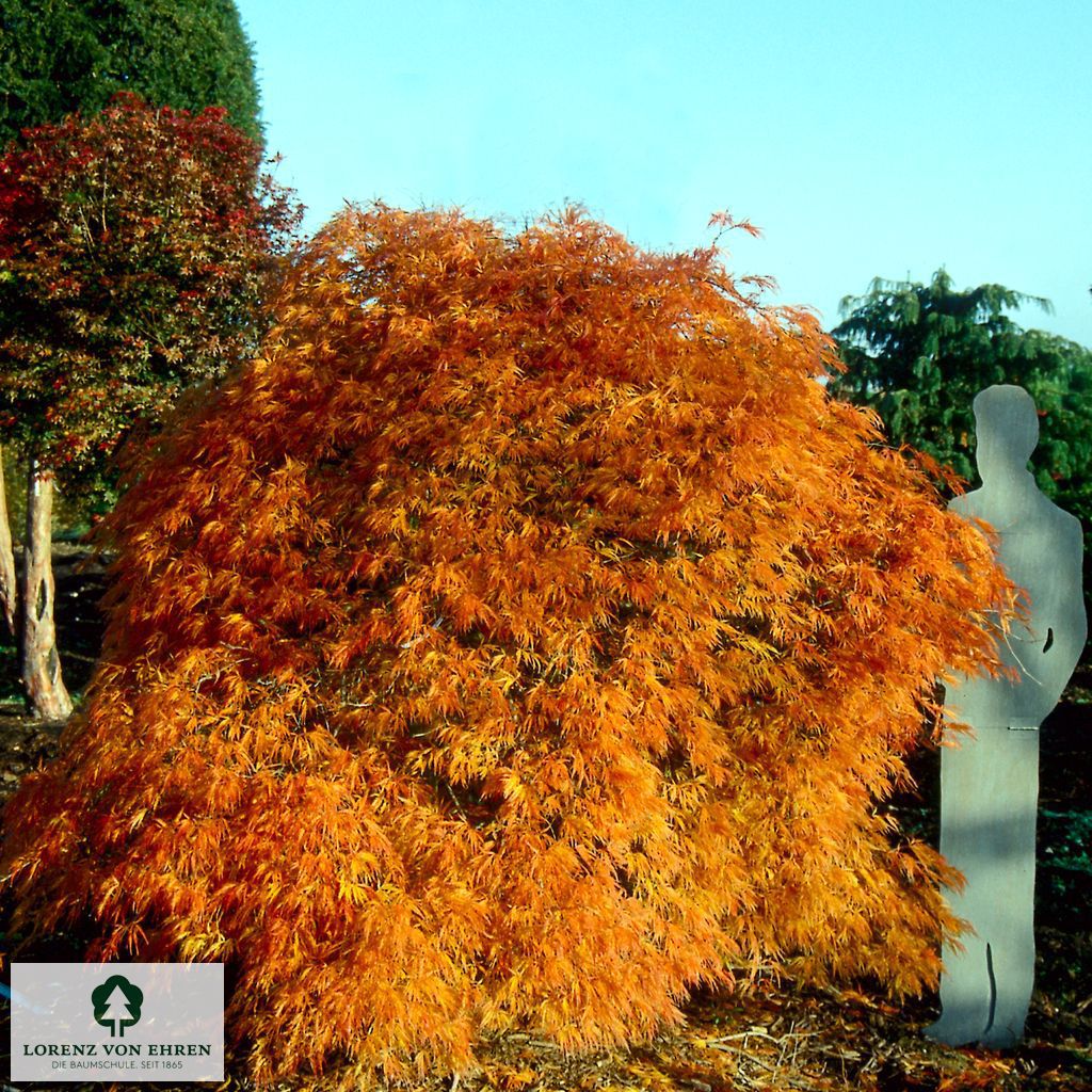 Acer palmatum 'Dissectum'