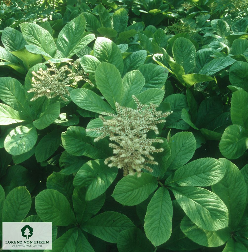 Rodgersia pinnata