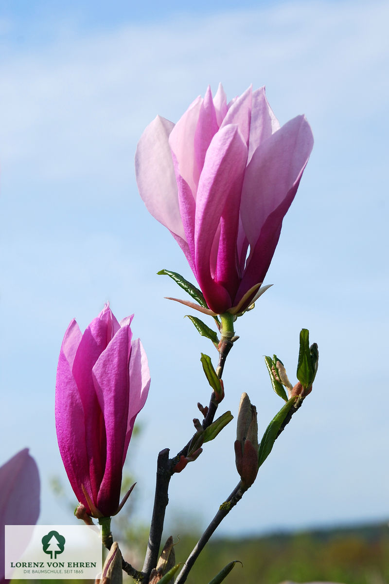 Magnolia liliiflora 'Susan'