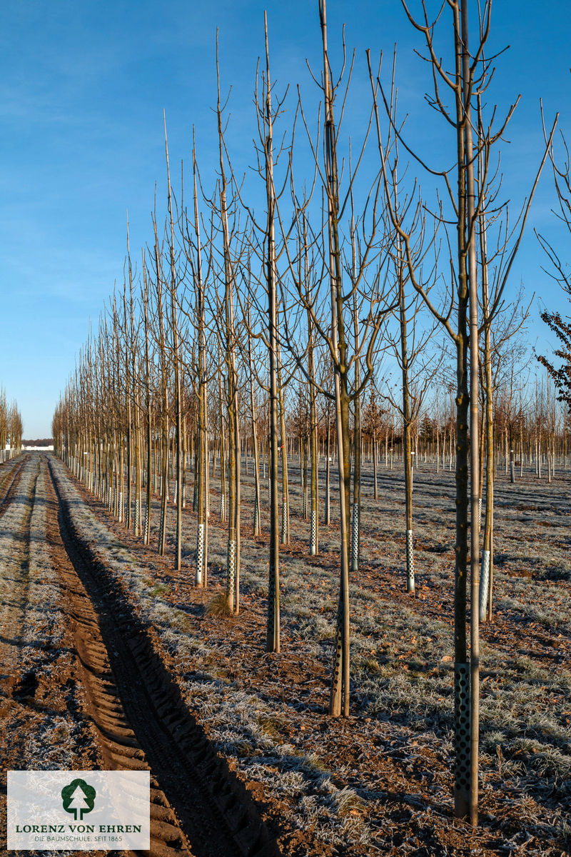 Fraxinus americana 'Skyline'