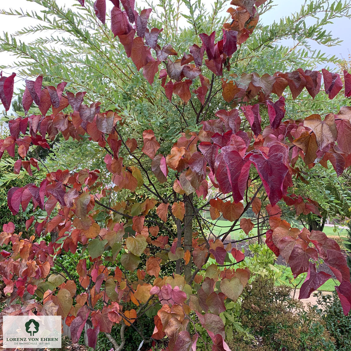 Cercis canadensis 'Forest Pansy'