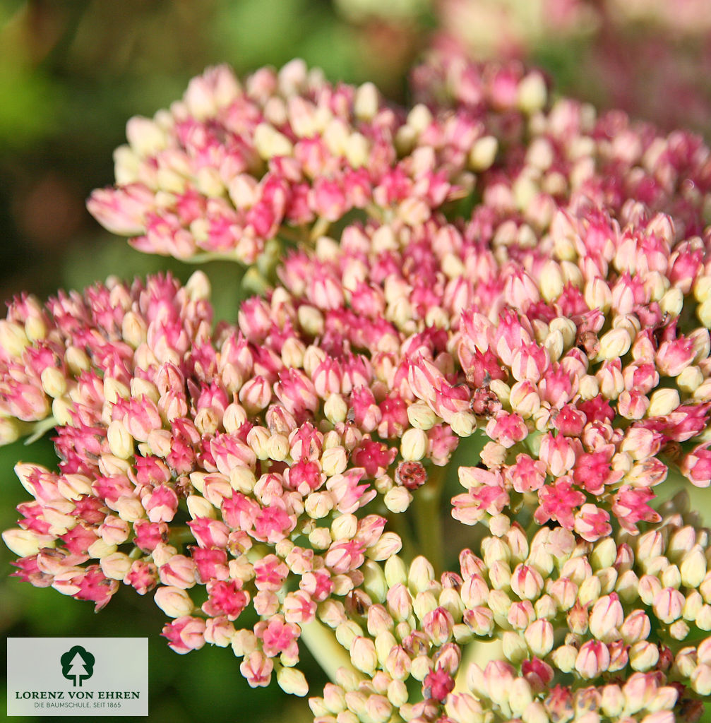 Sedum 'Herbstfreude'
