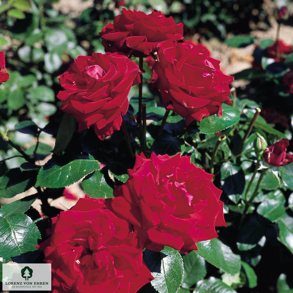 Rosa 'Ingrid Bergmann'