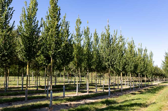 Ulmus hollandica Columella Alleebaum Ulmen, Ulmen und noch mal Ulmen