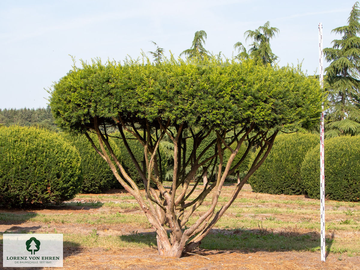 Taxus media 'Thayerae'