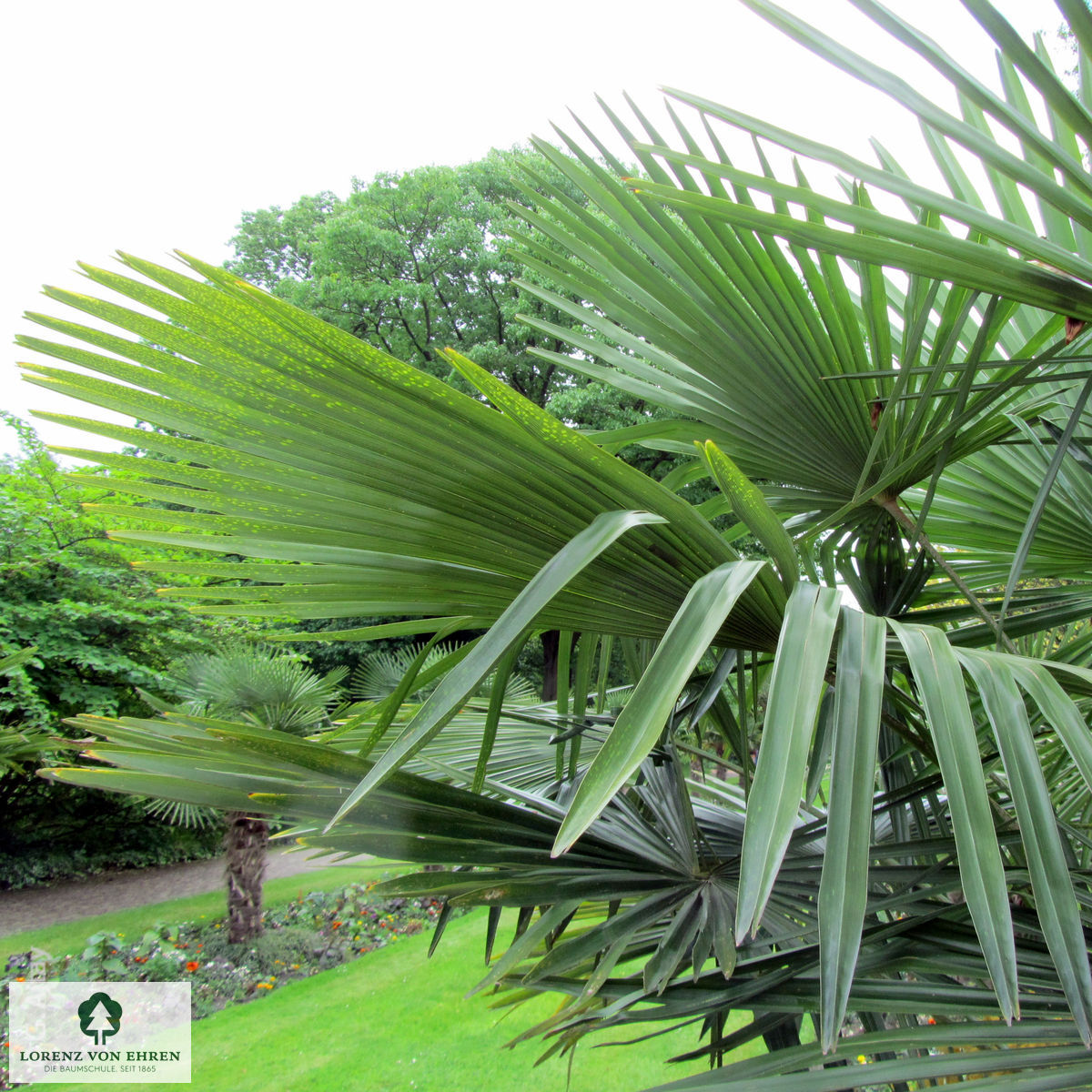Trachycarpus fortunei