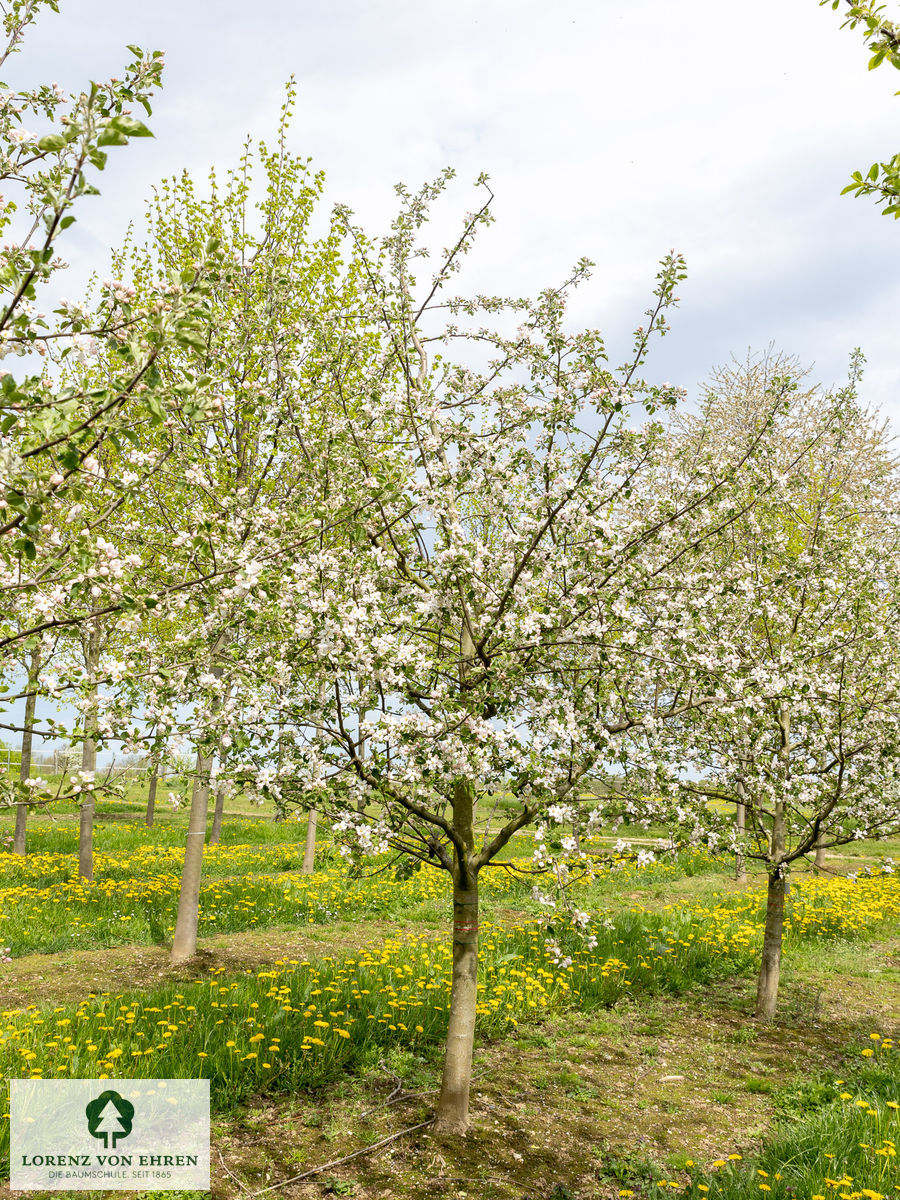 Malus domestica 'Roter Boskoop'