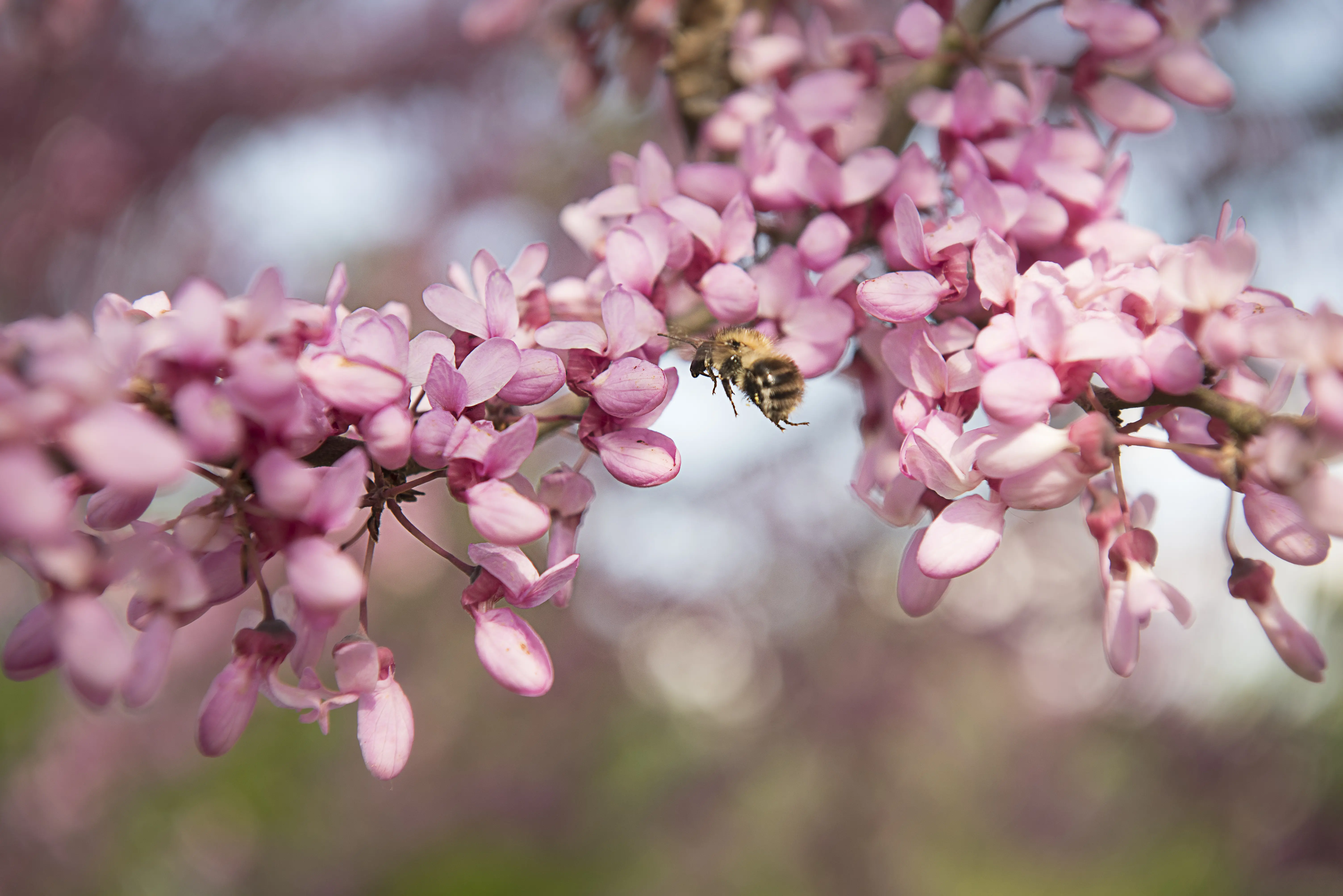 Eine Biene ist im Anflug auf prächtige Blüten
