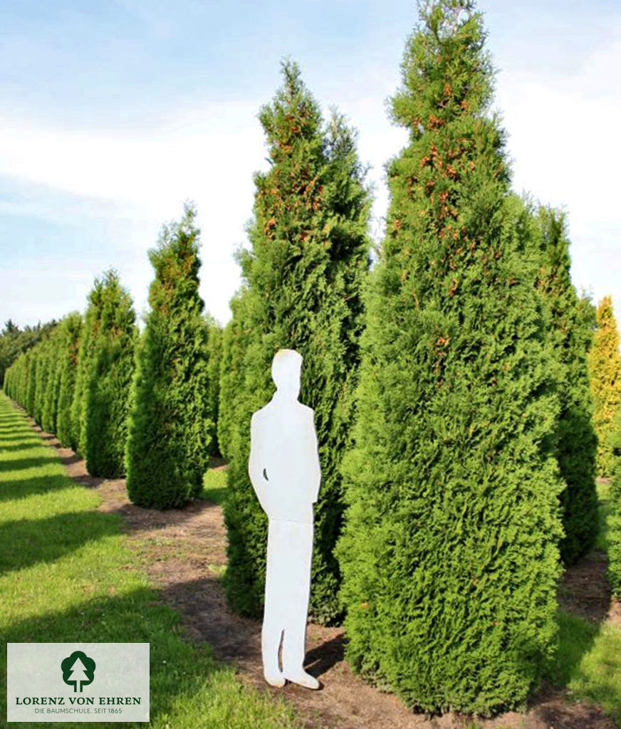 Thuja occidentalis 'Columna'