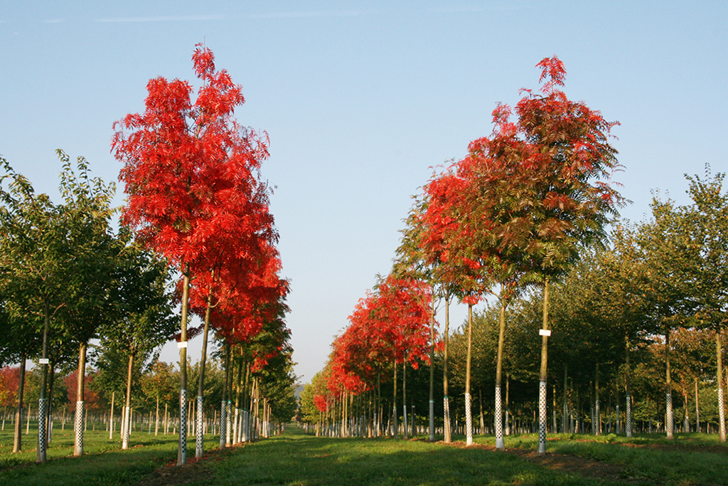 Mehlbeeren in Herbstfärbung