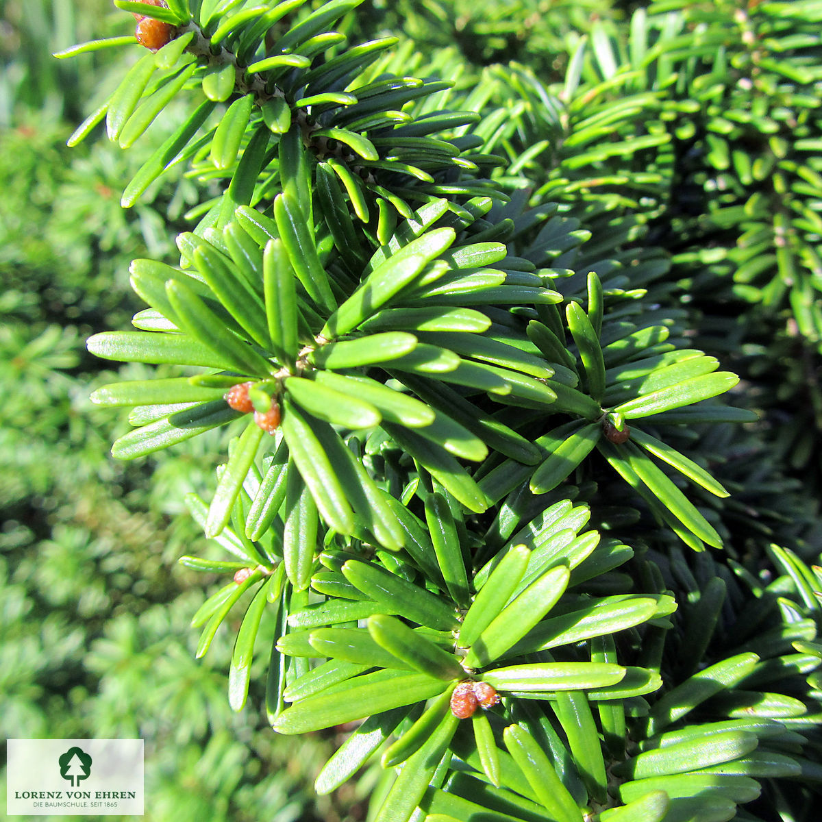 Abies balsamea 'Nana'