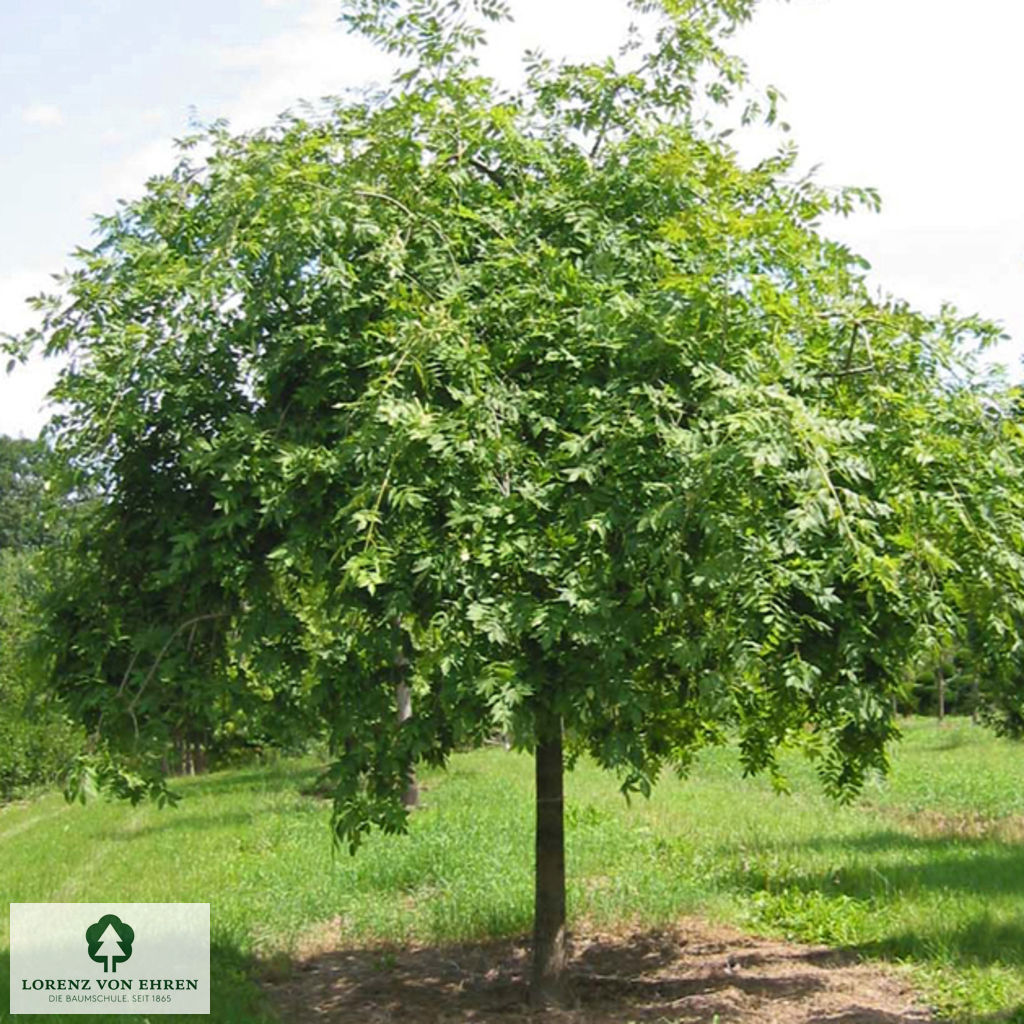 Fraxinus excelsior 'Pendula'