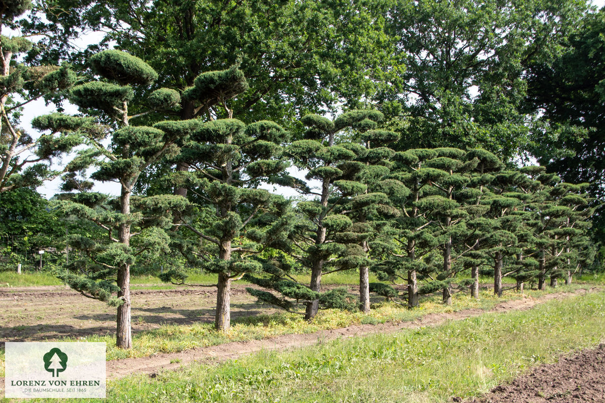 Juniperus virginiana 'Glauca'